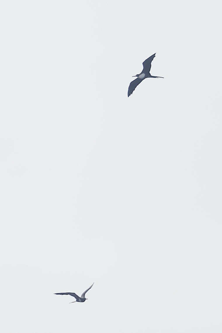 פריגט גדול - ML647187960