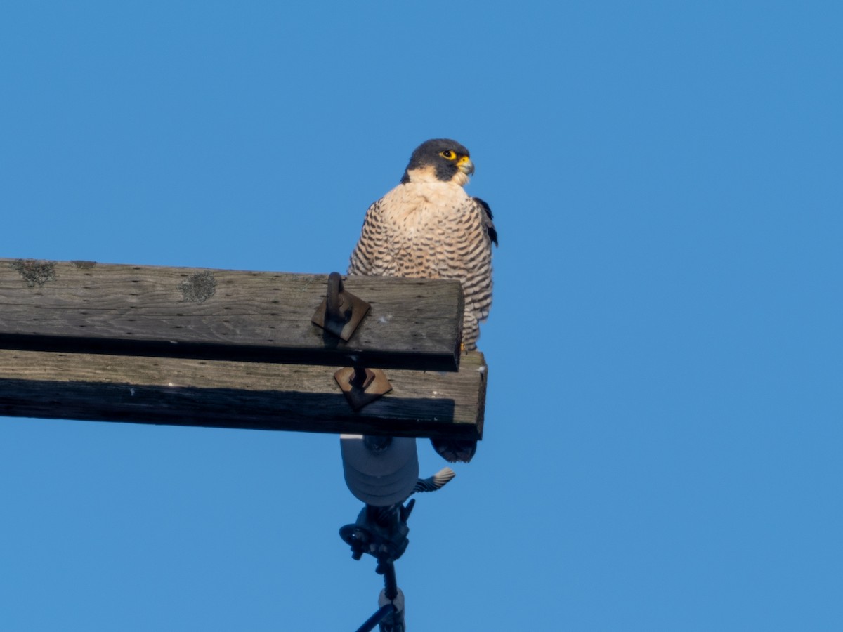 Peregrine Falcon - ML647187962