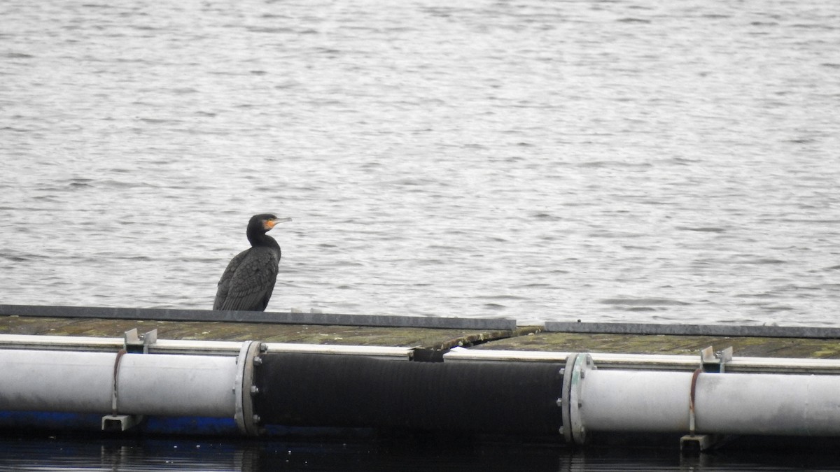 Great Cormorant - ML647187967