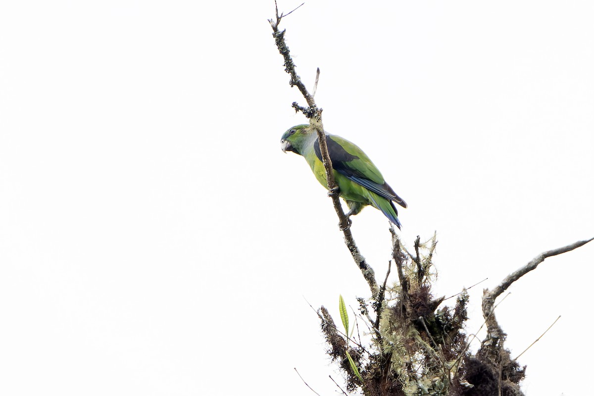 Black-winged Parrot - ML647187968