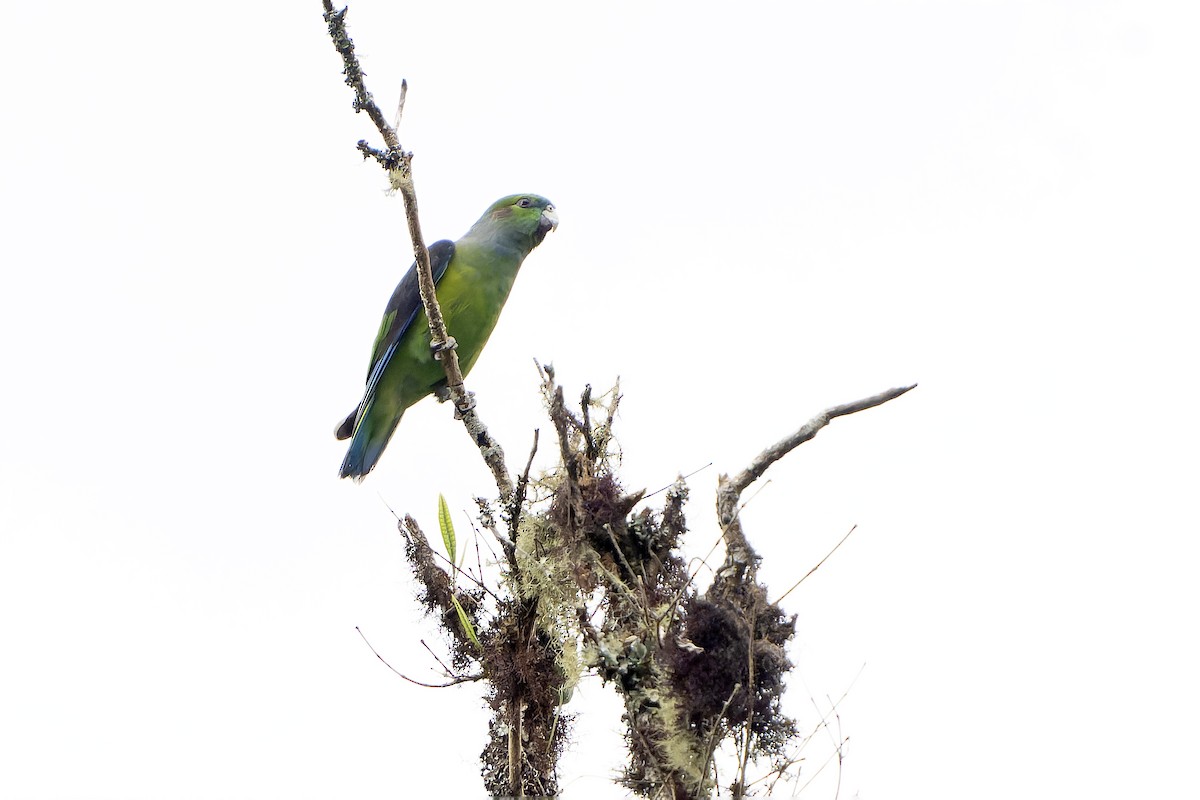 Black-winged Parrot - ML647187970