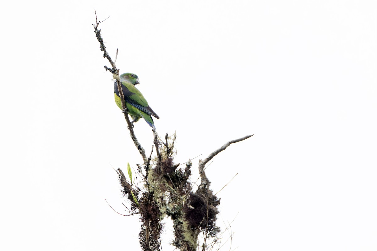 Black-winged Parrot - ML647187973