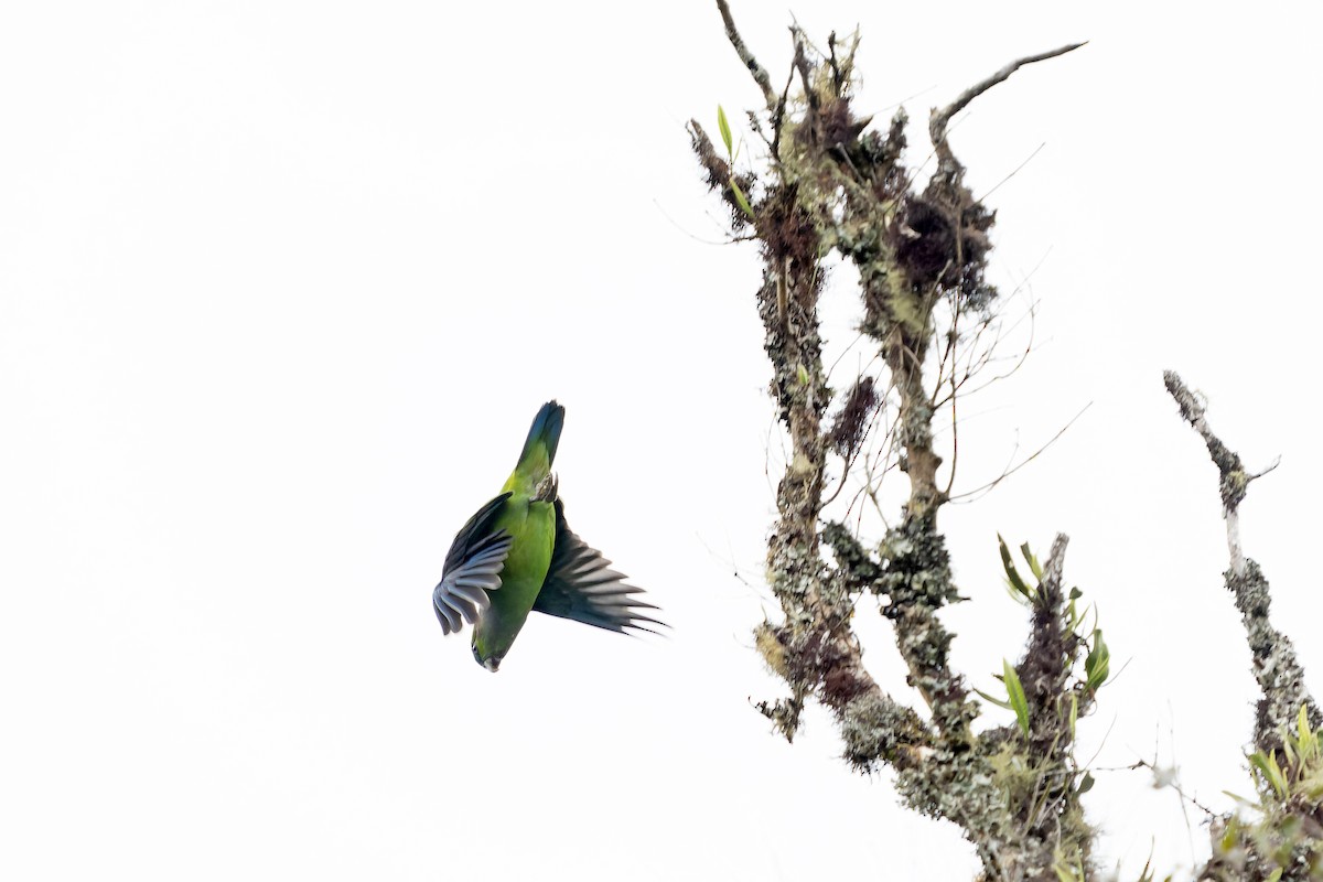 Black-winged Parrot - ML647187974