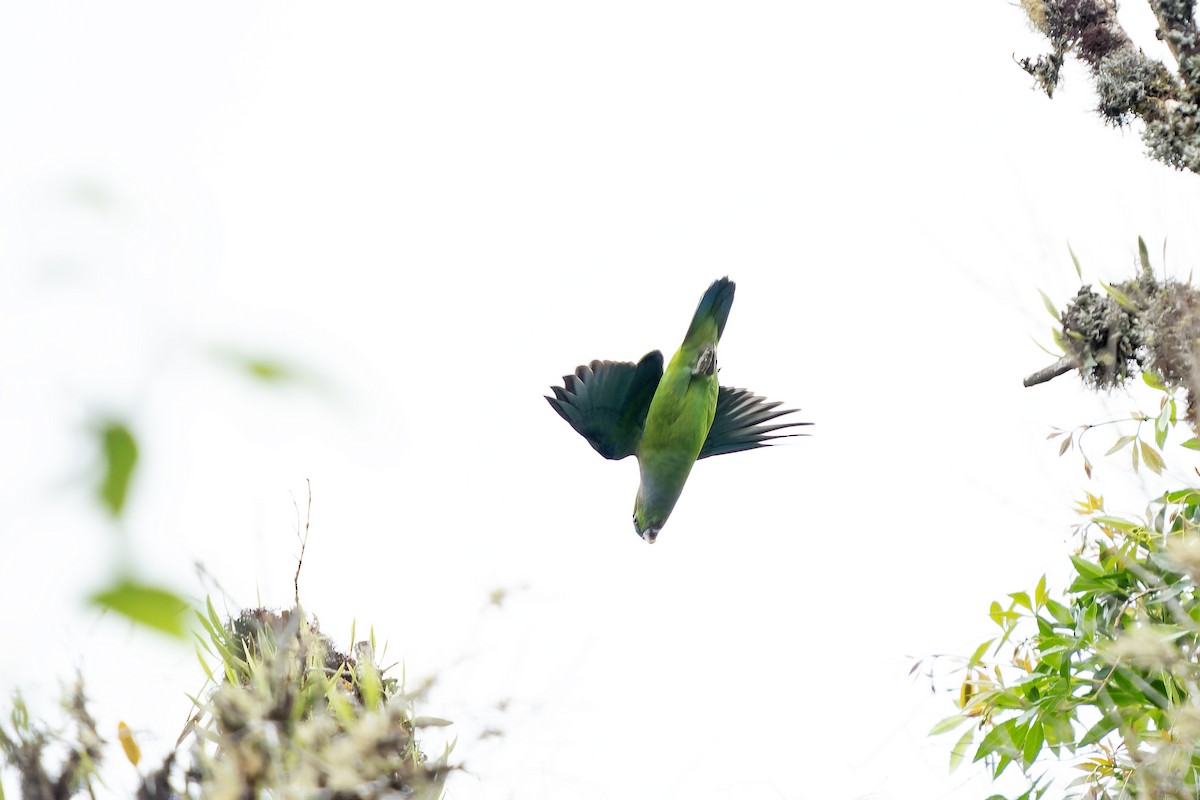 Black-winged Parrot - ML647187975