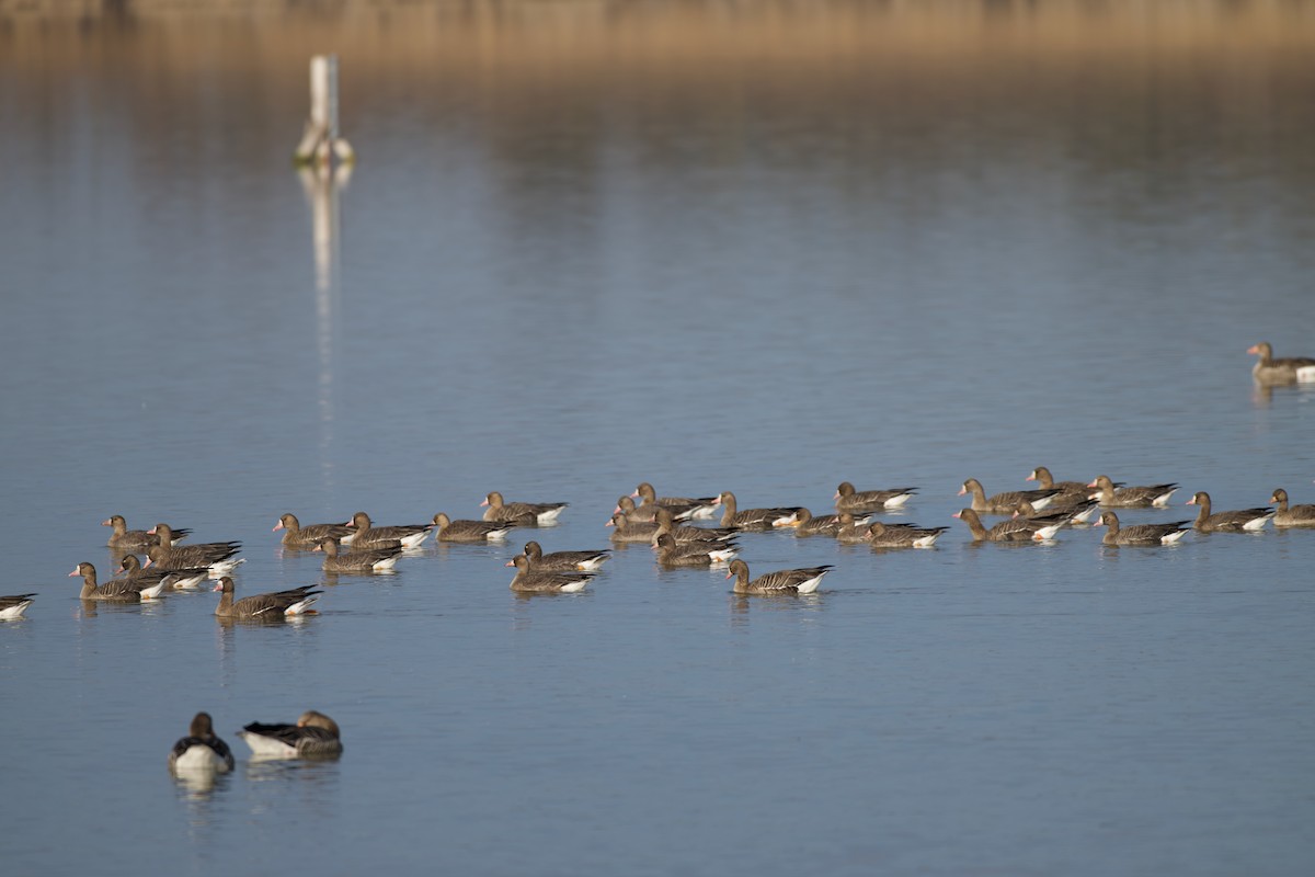 Greater White-fronted Goose - ML647187990