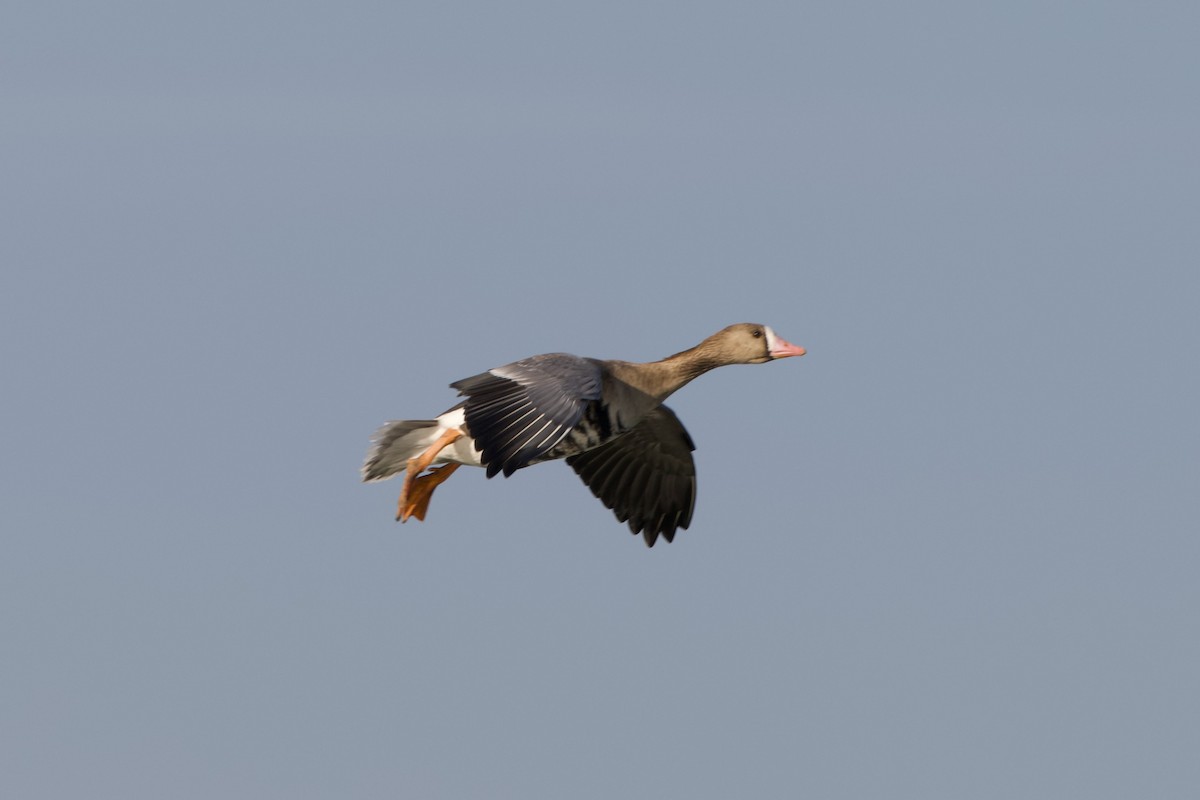 Greater White-fronted Goose - ML647187991