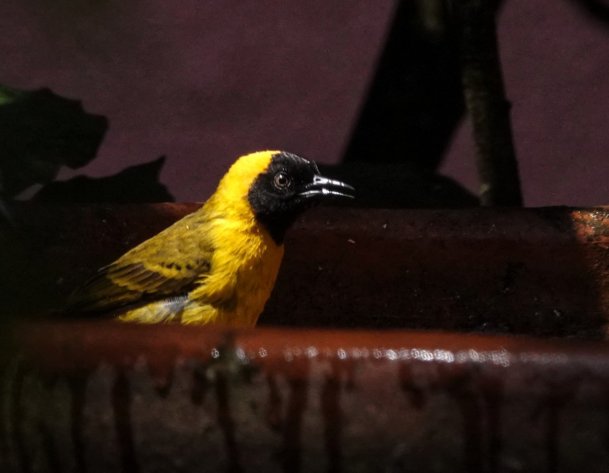 Slender-billed Weaver - ML647187994