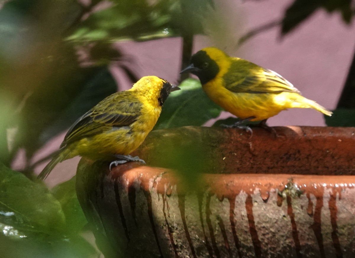 Slender-billed Weaver - ML647187995