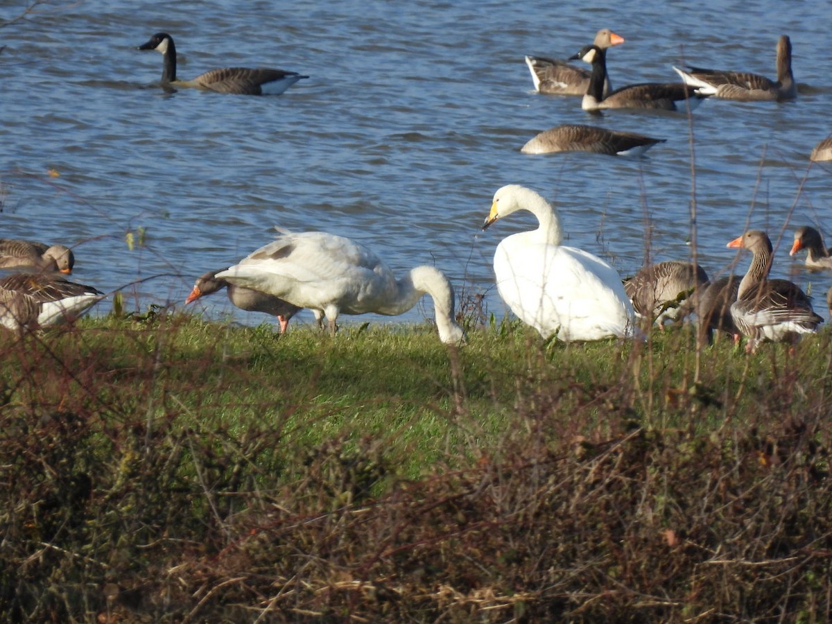 Whooper Swan - ML647188000