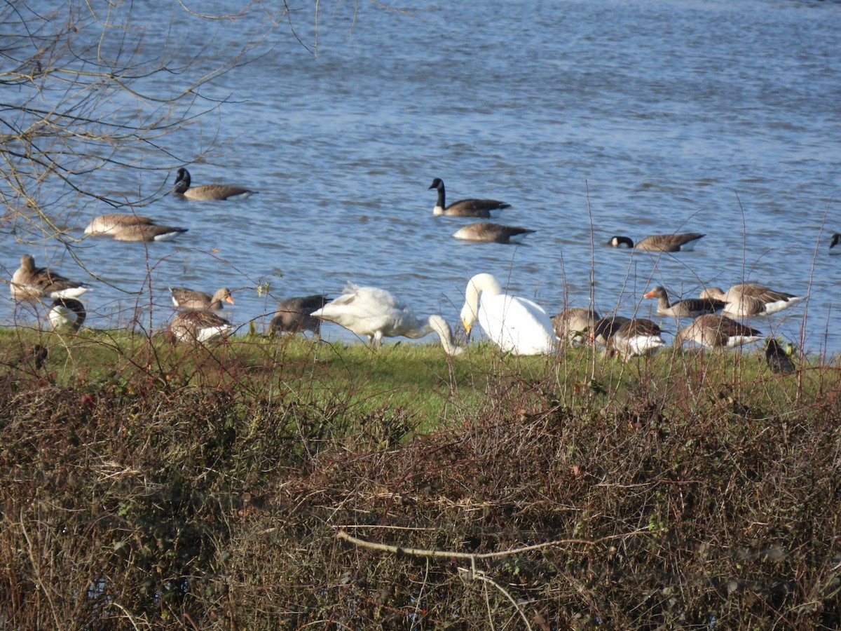 Whooper Swan - ML647188001