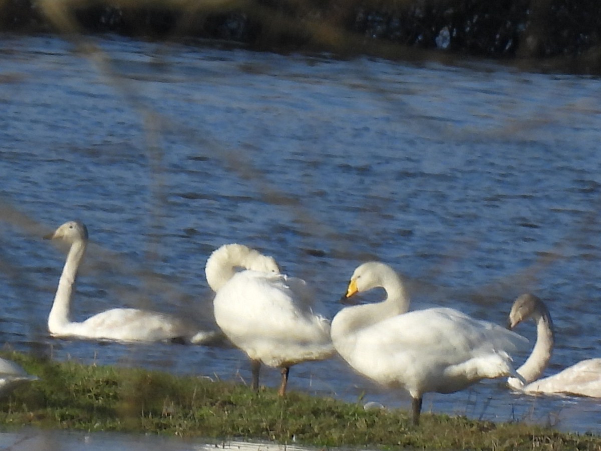 Whooper Swan - ML647188002
