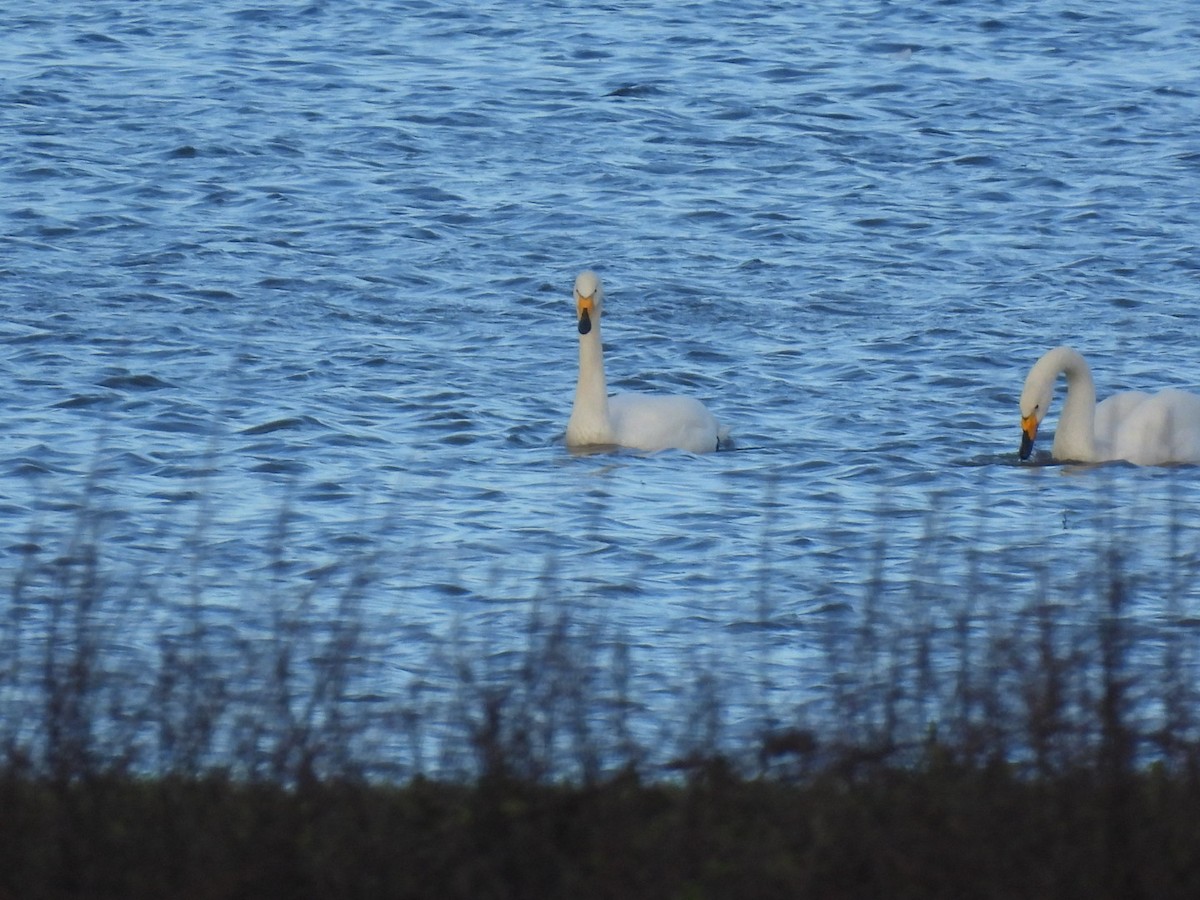 Whooper Swan - ML647188003