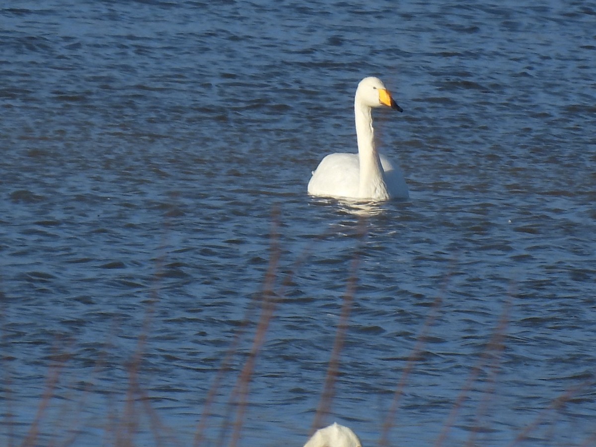 Whooper Swan - ML647188004