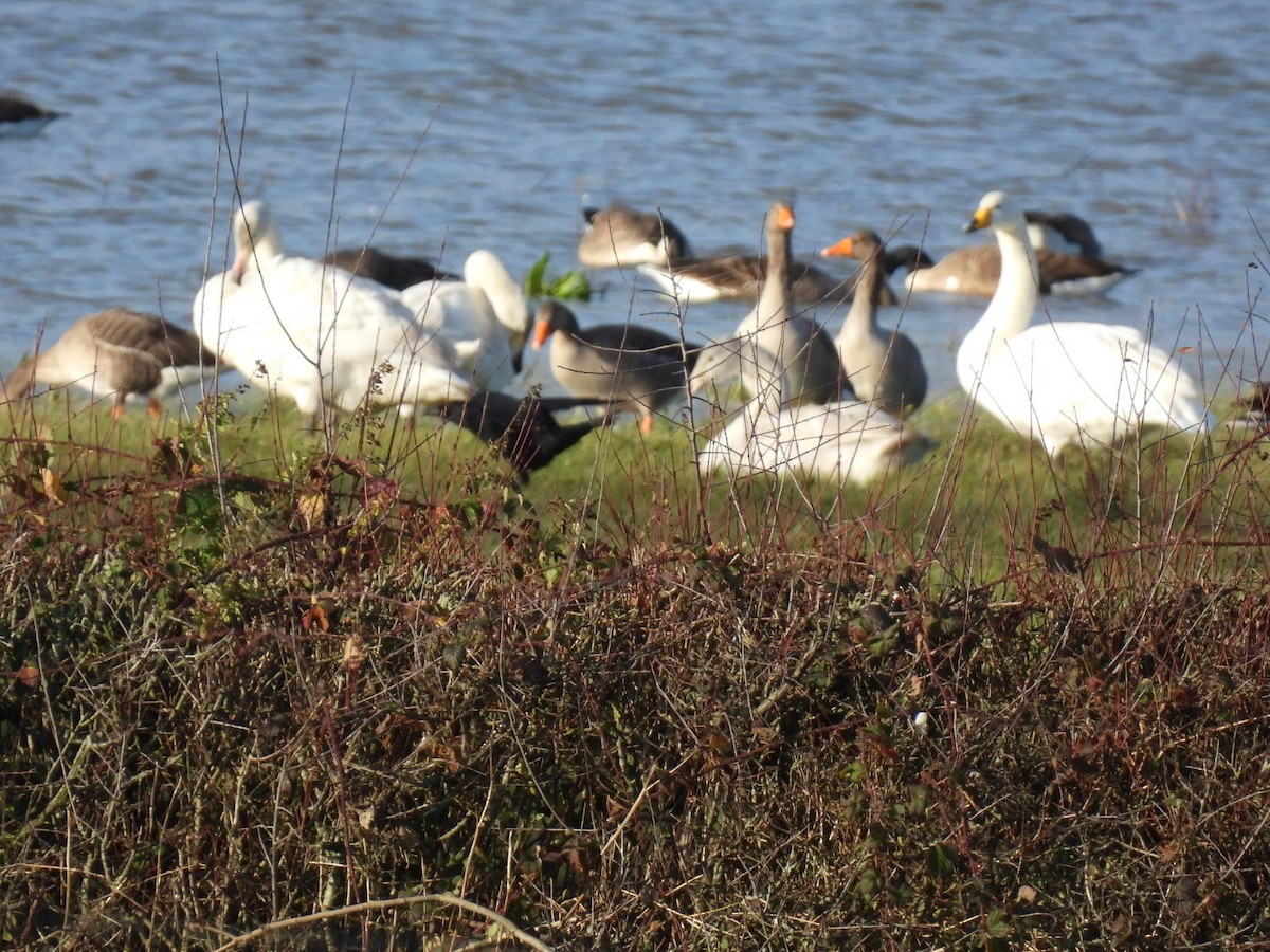 Whooper Swan - ML647188005