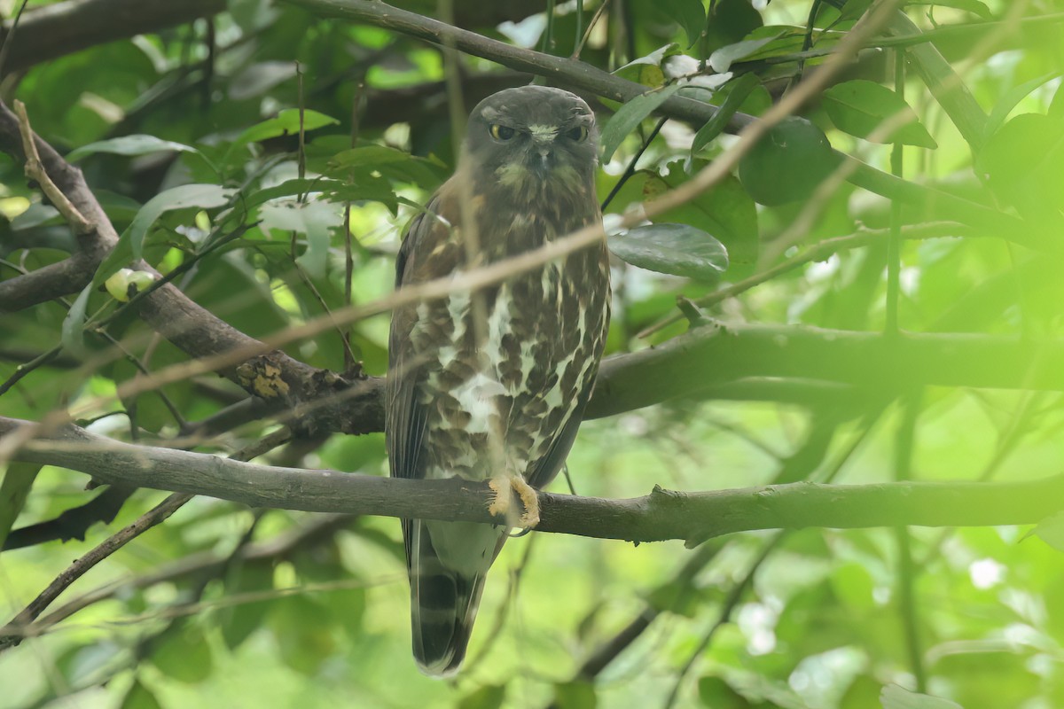 Brown Boobook - ML647188011