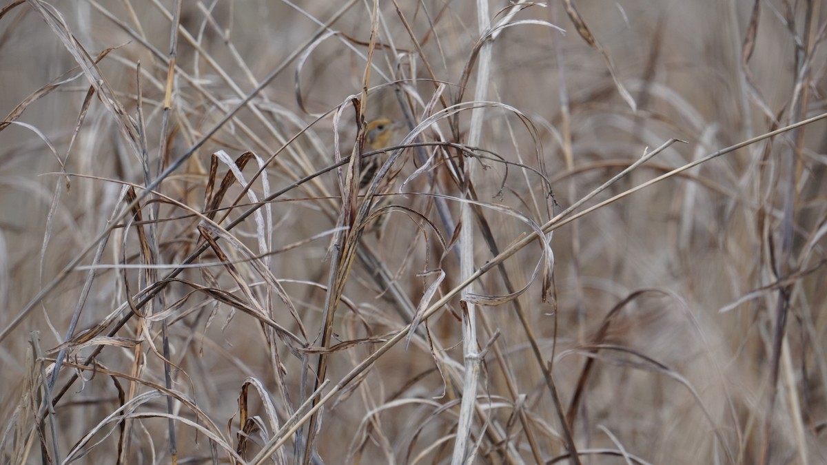 LeConte's Sparrow - ML647188021