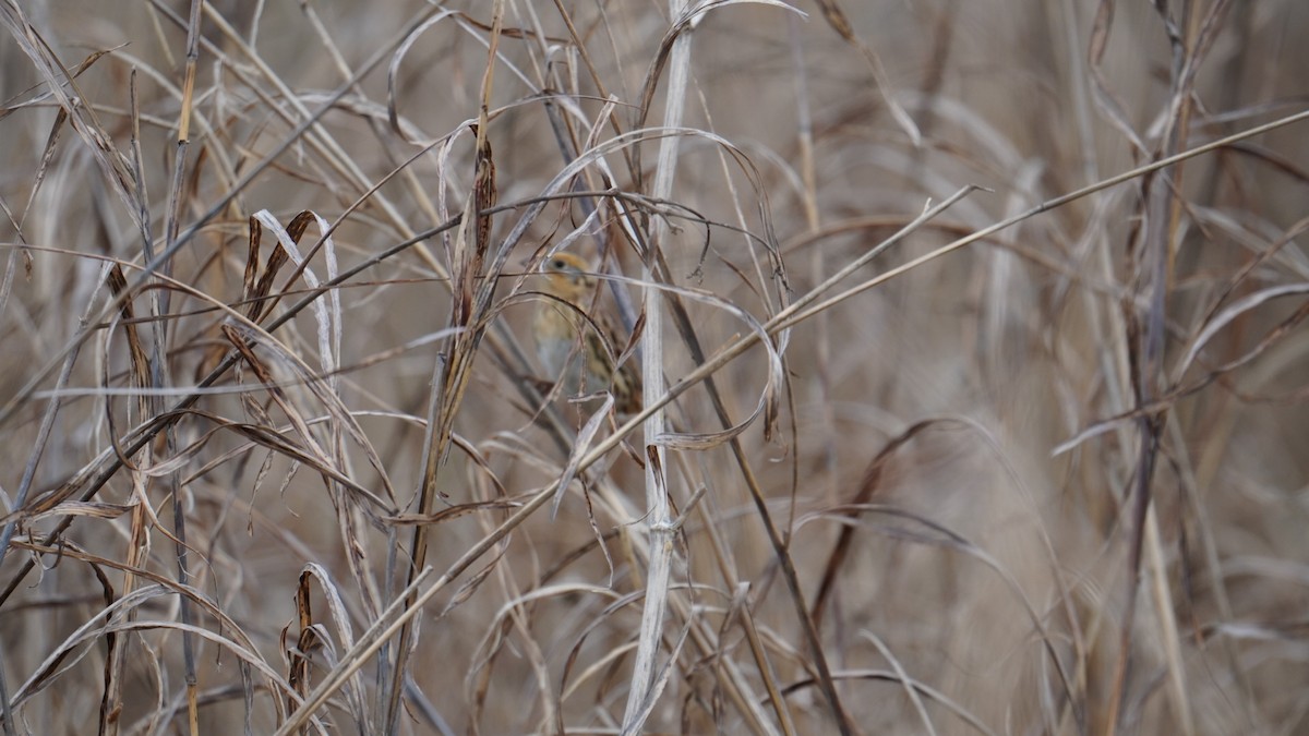 LeConte's Sparrow - ML647188022
