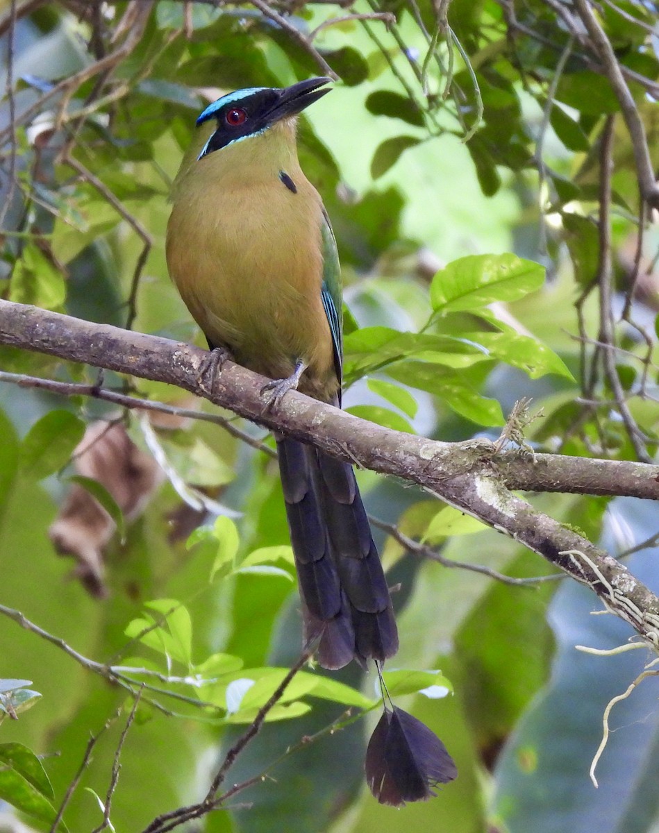 Lesson Motmotu - ML647188031