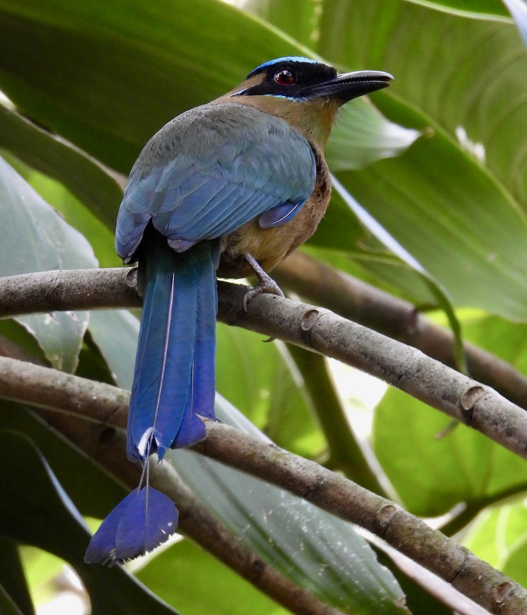 Lesson Motmotu - ML647188032