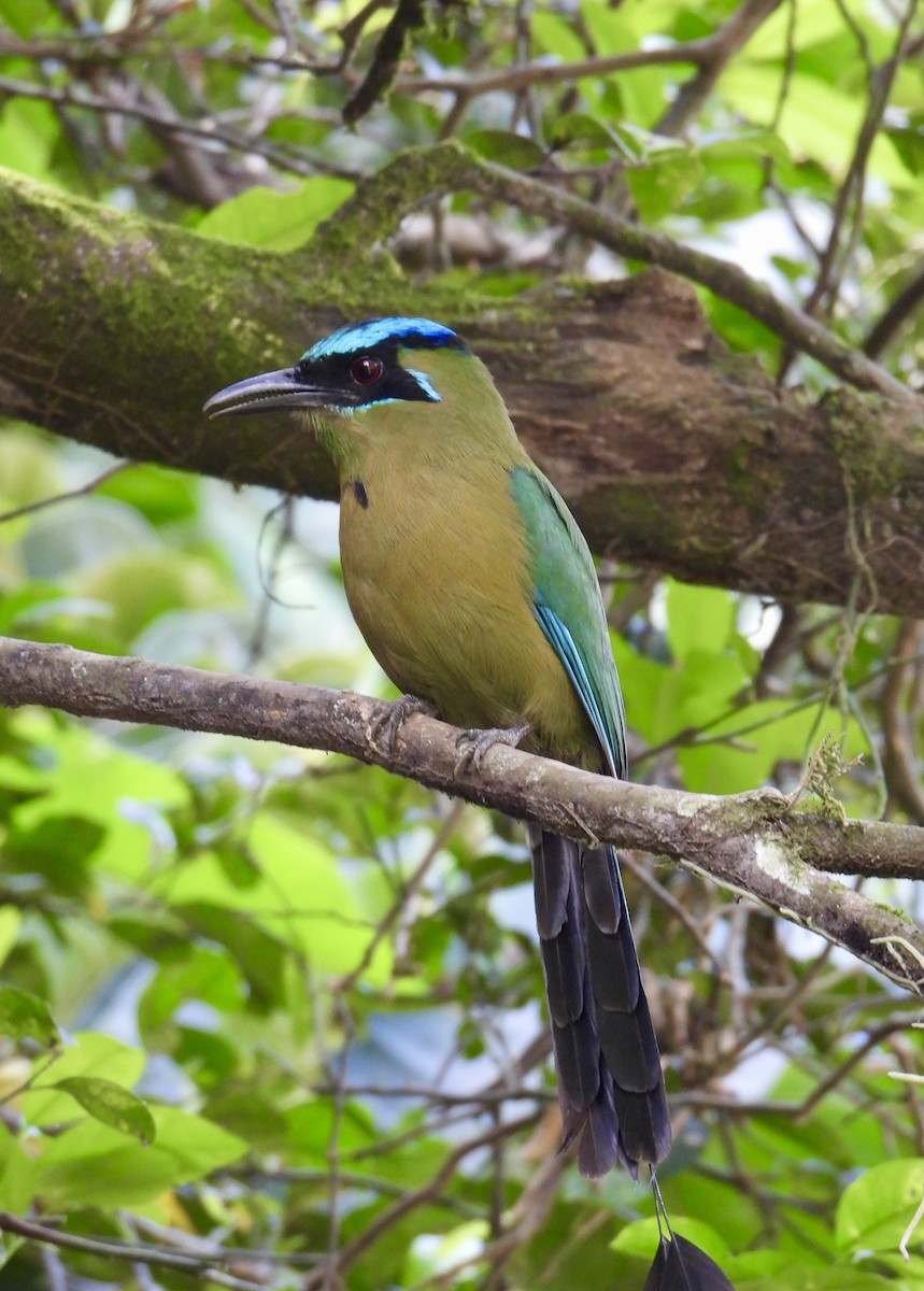 Lesson Motmotu - ML647188033