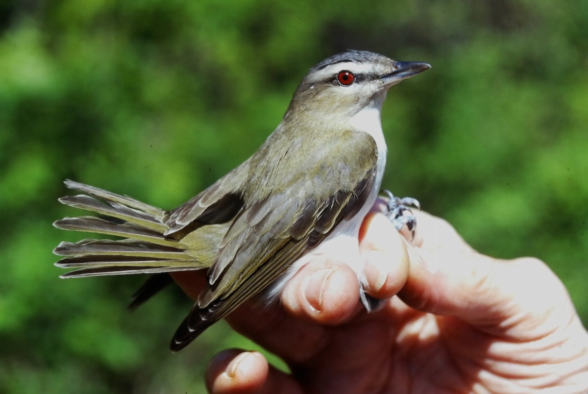 アカメモズモドキ - ML647188034