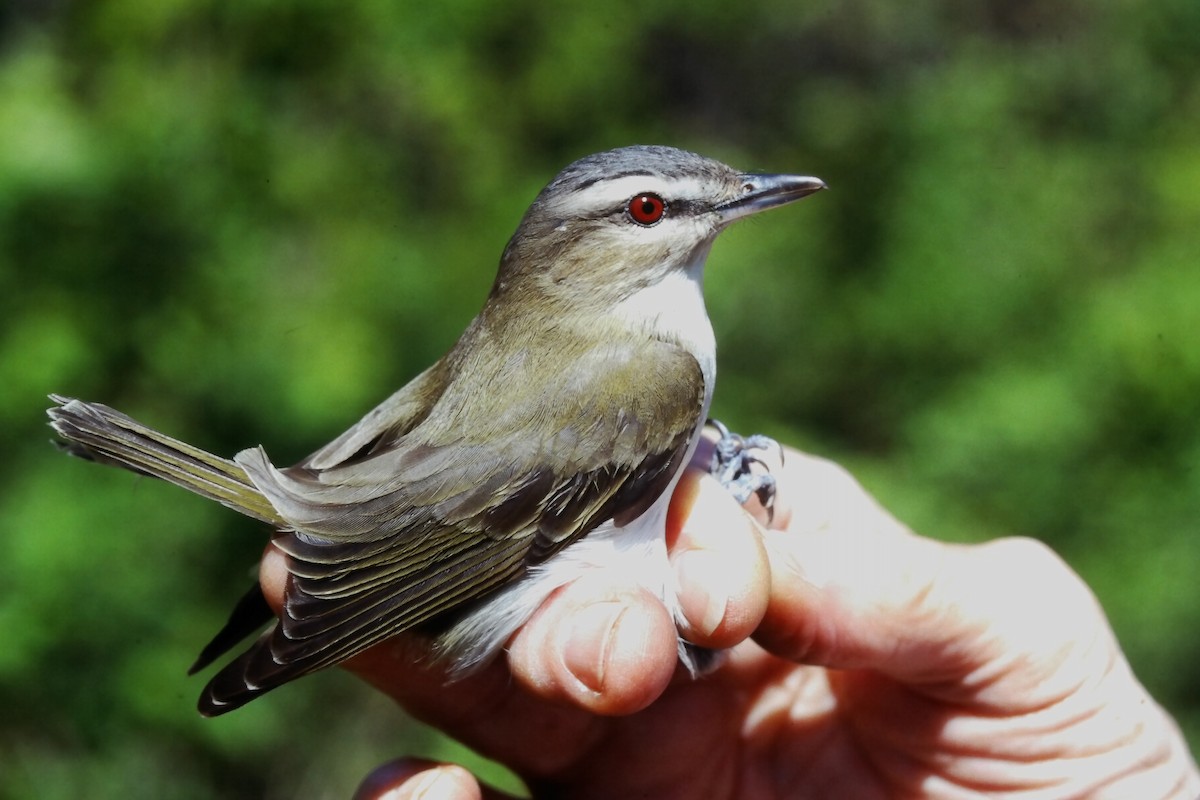 アカメモズモドキ - ML647188035