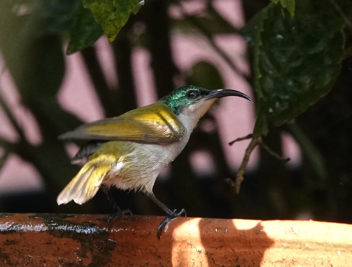 Green-headed Sunbird - ML647188036