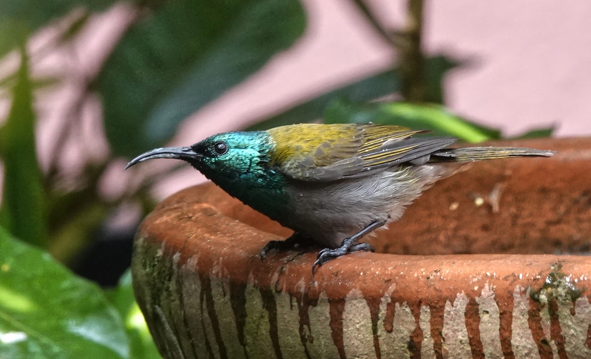Green-headed Sunbird - ML647188038