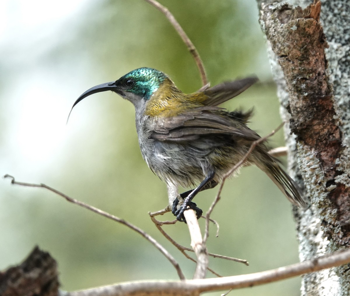 Green-headed Sunbird - ML647188039