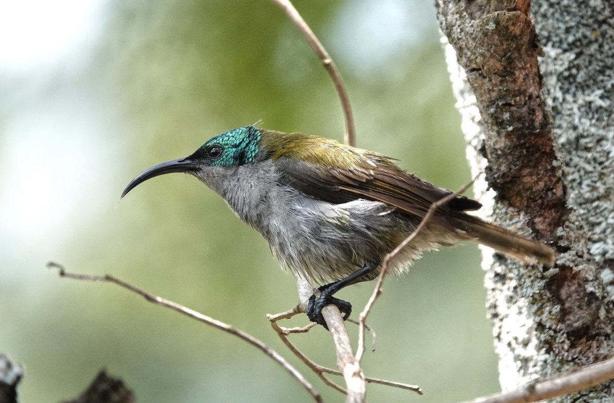 Green-headed Sunbird - ML647188040