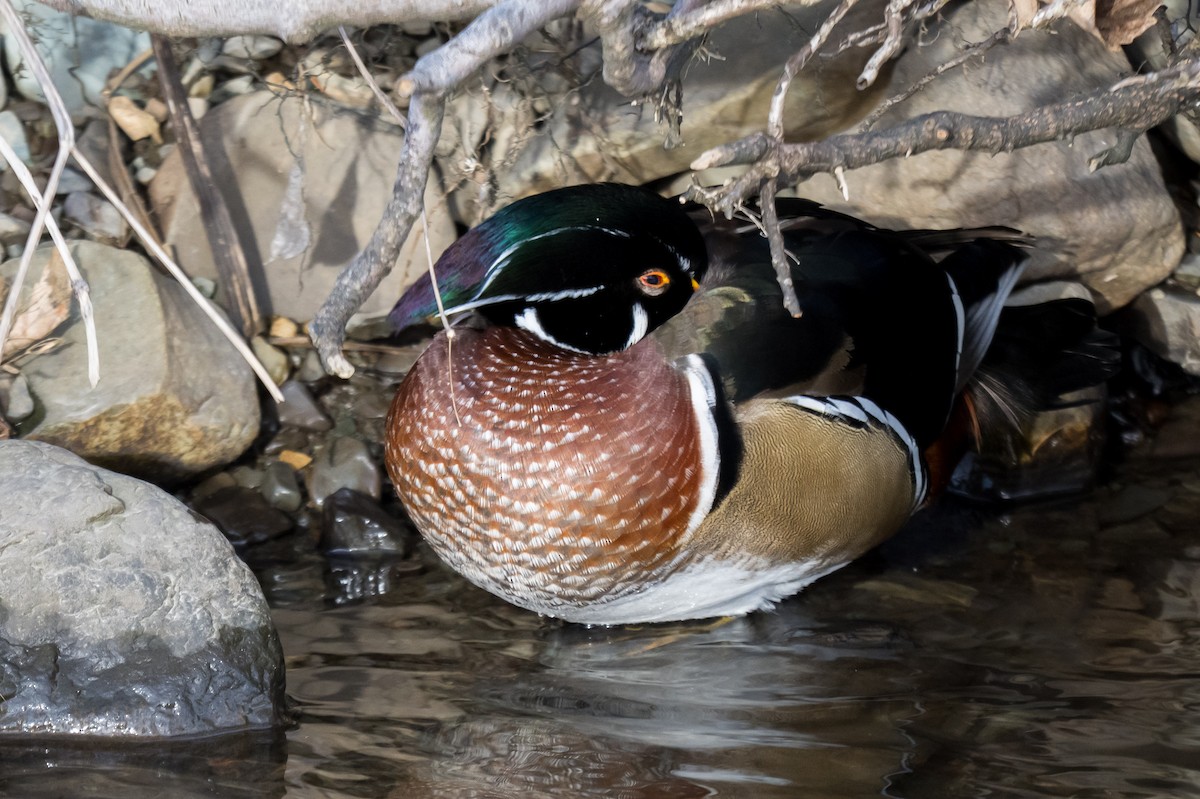 kachnička karolínská - ML647188041