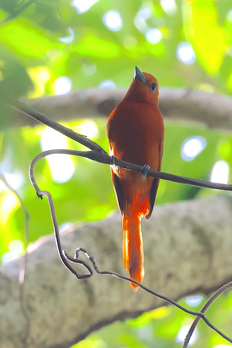 Rufous Paradise-Flycatcher - ML647188046