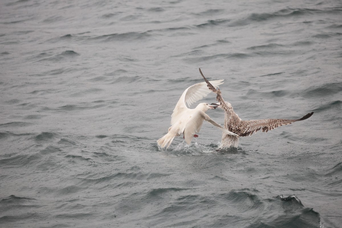 Gavión Hiperbóreo - ML647188075