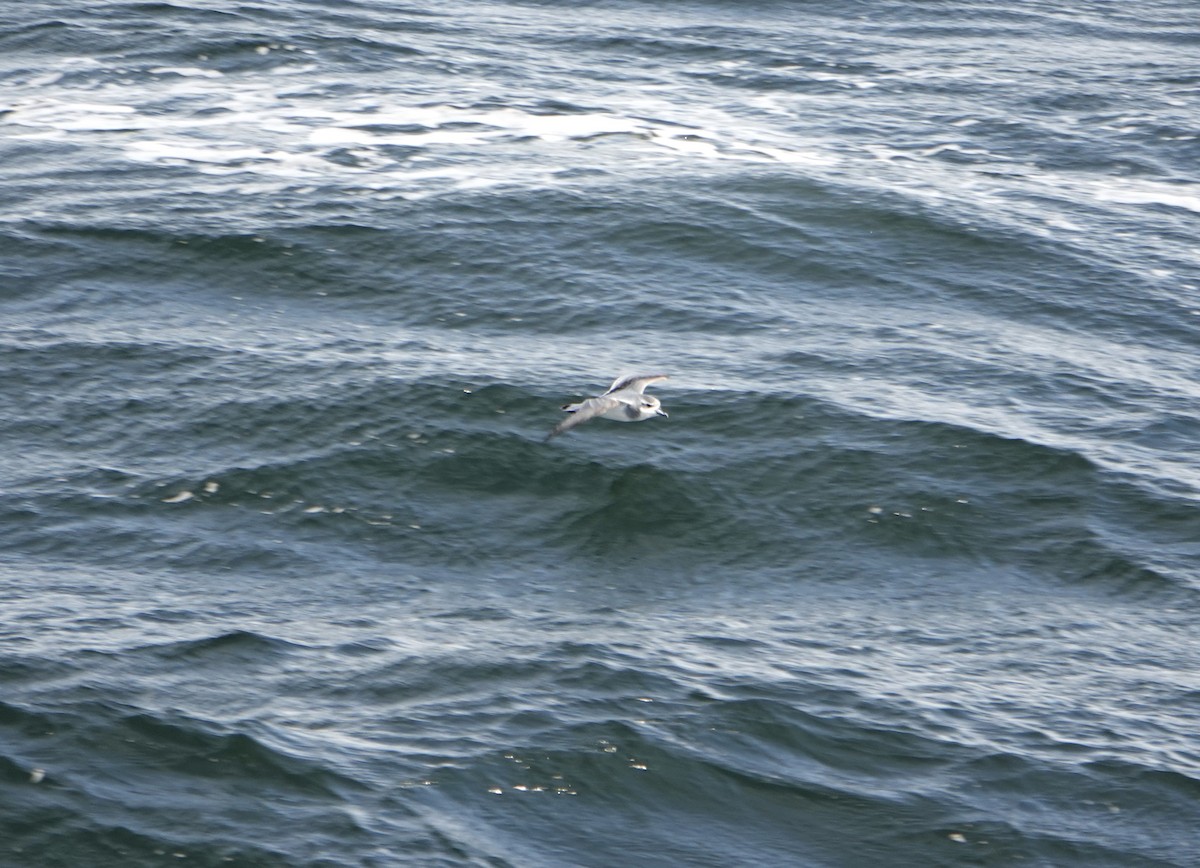 Antarctic Prion - ML647188079