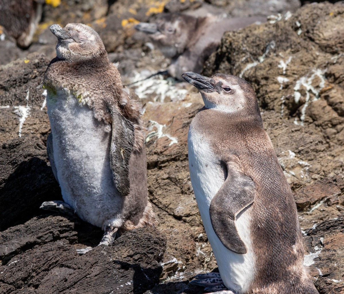 Humboldt Penguin - ML647188080