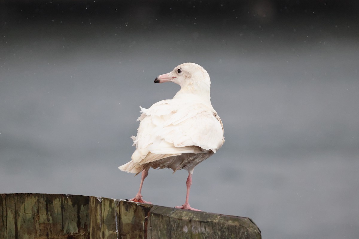 Gavión Hiperbóreo - ML647188088
