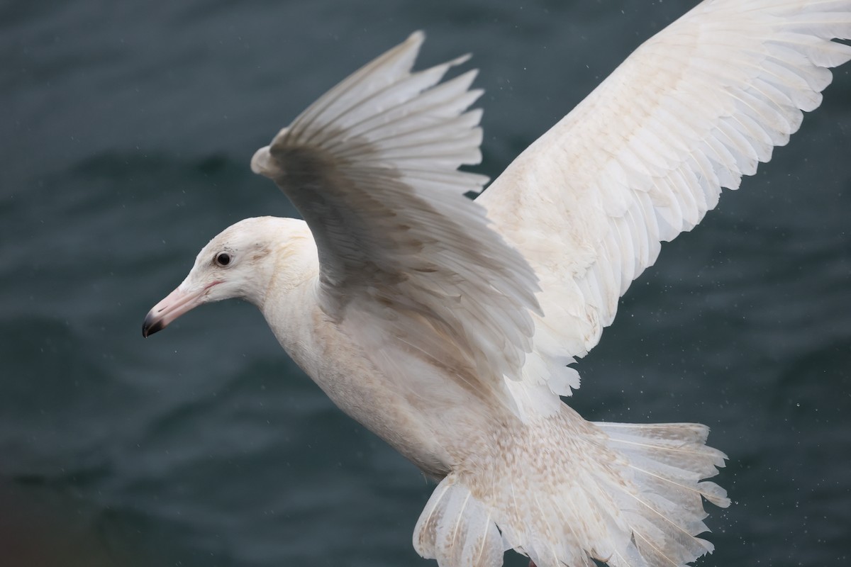 Gavión Hiperbóreo - ML647188090