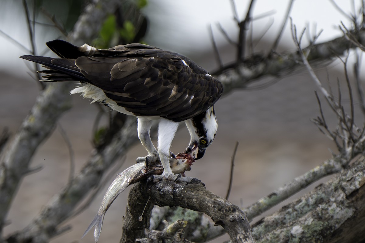 Osprey - ML647188092