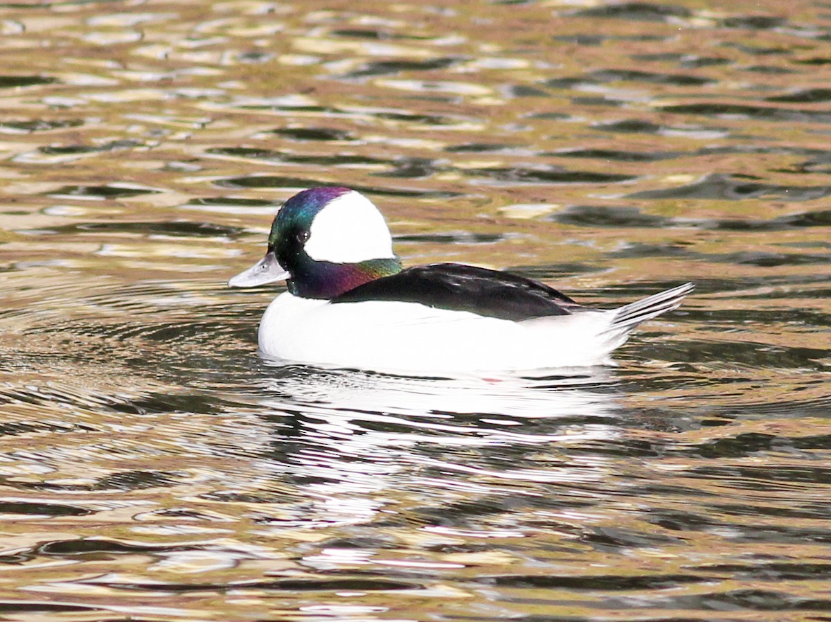 Bufflehead - ML647188095