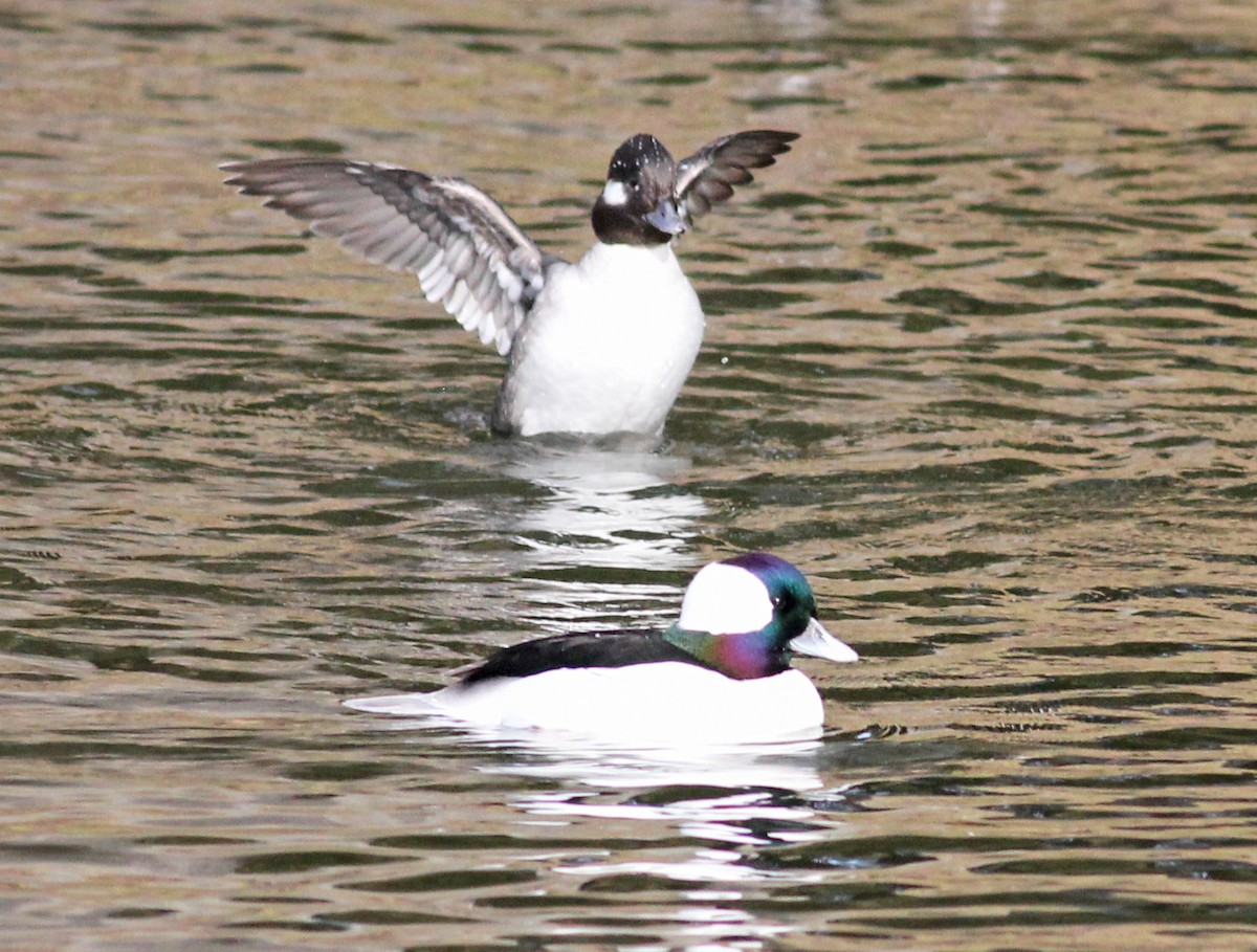 Bufflehead - ML647188096