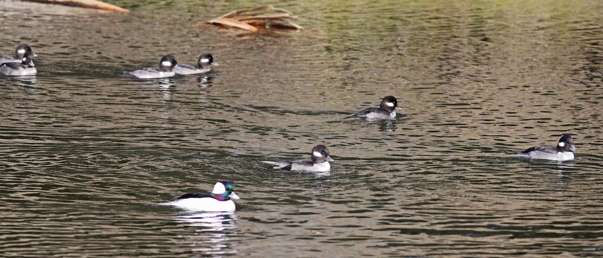 Bufflehead - ML647188097