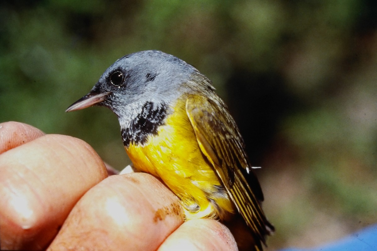Mourning Warbler - ML647188098
