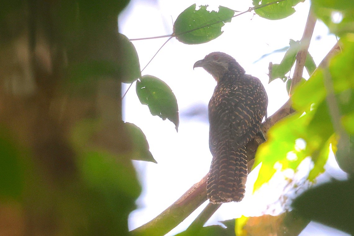 Asian Koel - ML647188105