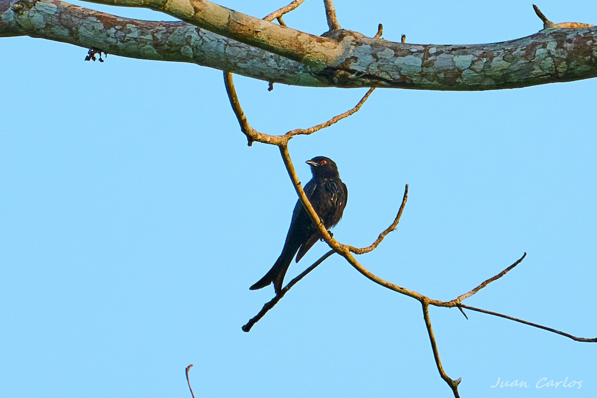 Velvet-mantled Drongo - ML647188106