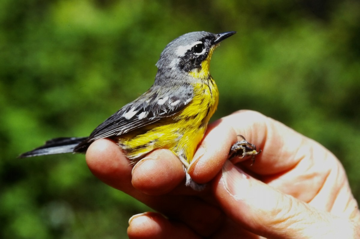 Magnolia Warbler - ML647188110