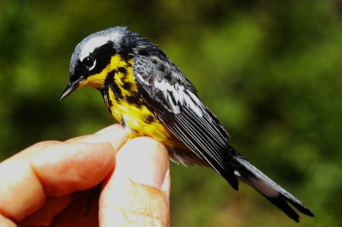 Magnolia Warbler - ML647188111