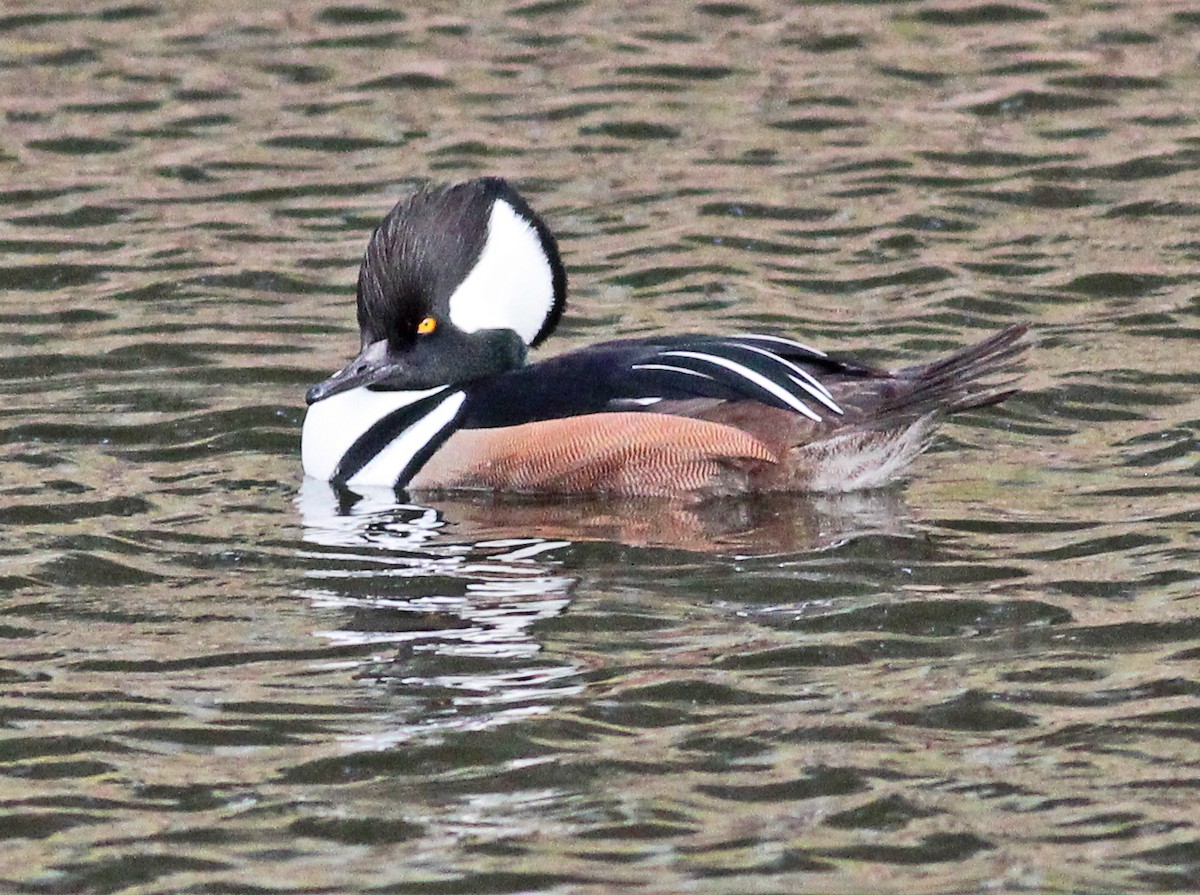 Hooded Merganser - ML647188115