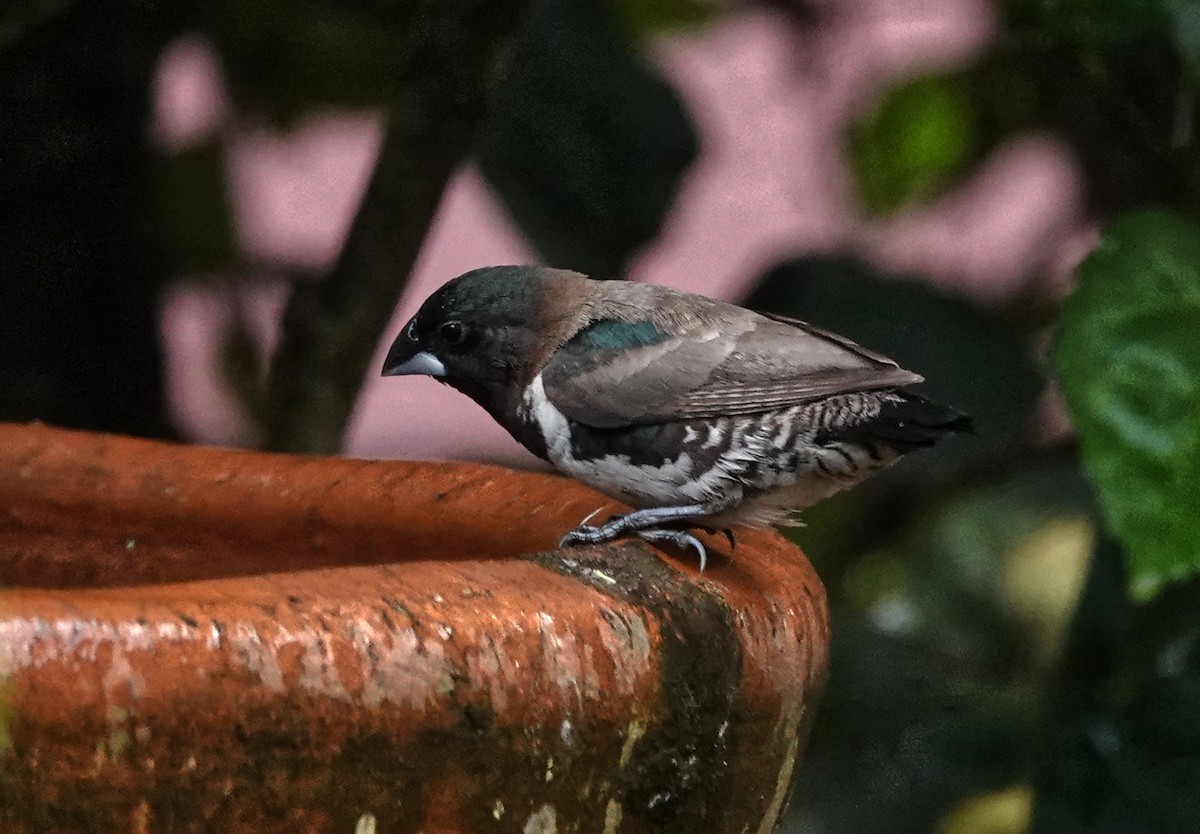 Bronze Mannikin - ML647188120