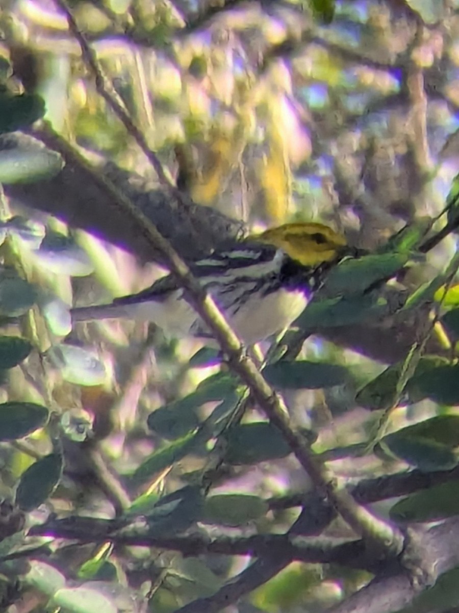 Black-throated Green Warbler - ML647188124
