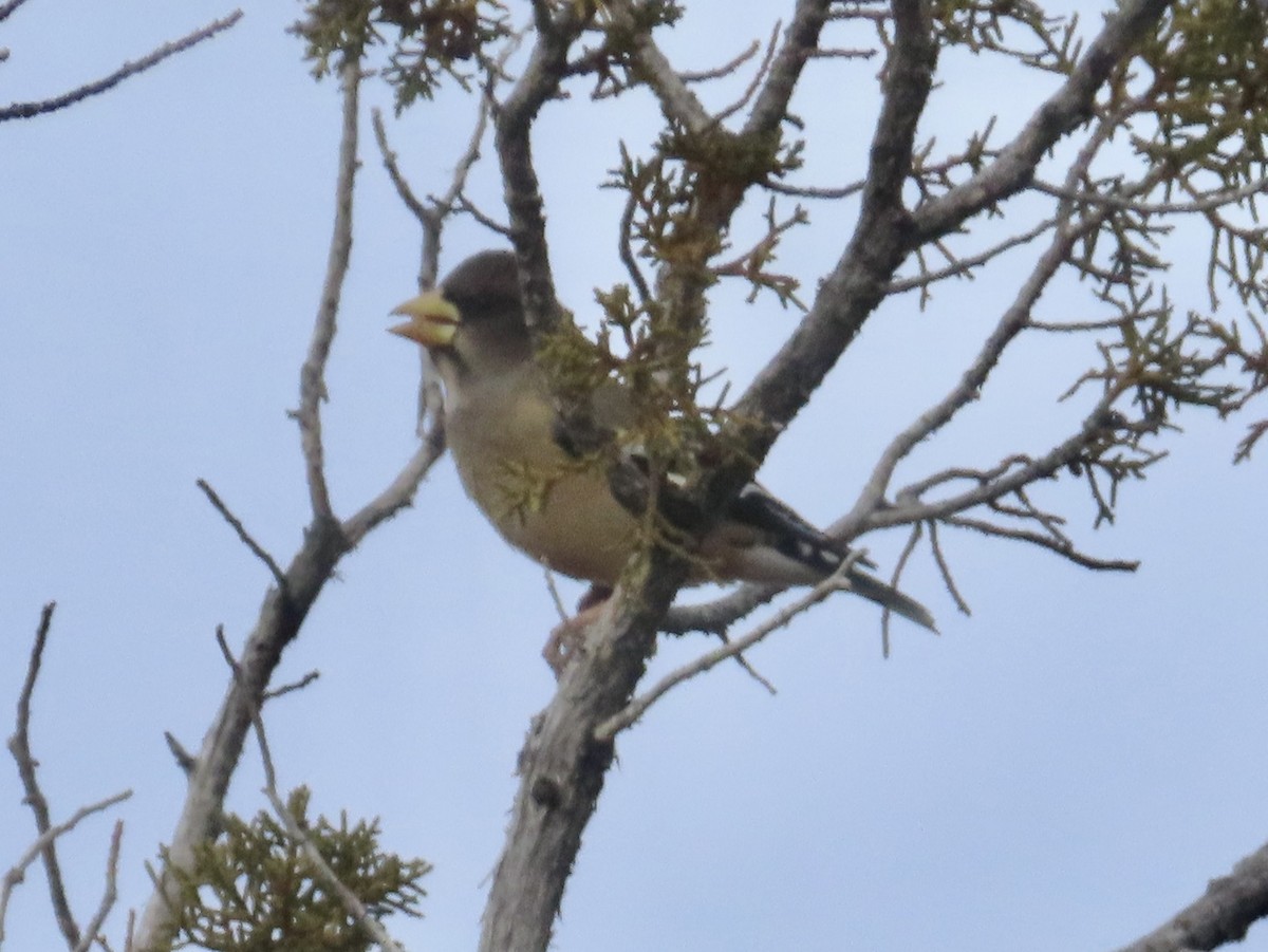 Evening Grosbeak - ML647188126